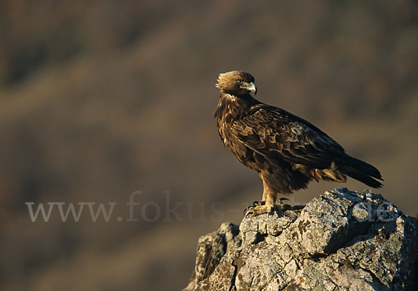 Steinadler (Aquila chrysaetos)