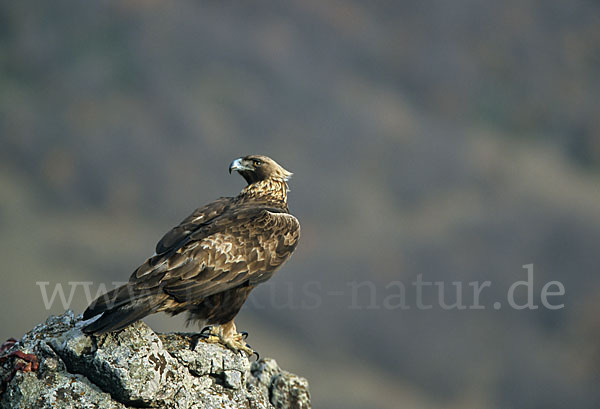 Steinadler (Aquila chrysaetos)