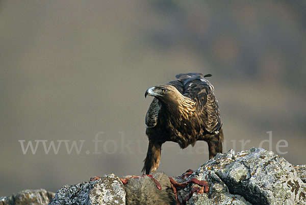 Steinadler (Aquila chrysaetos)