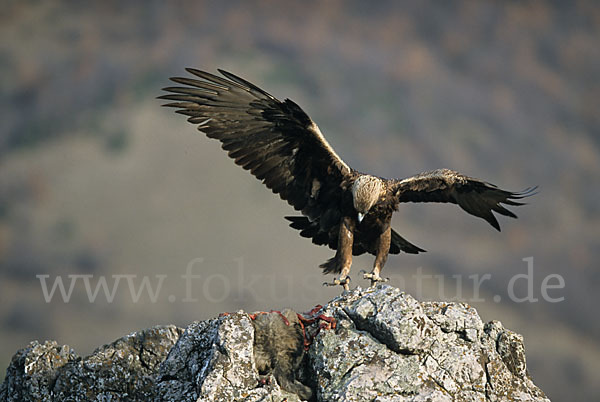 Steinadler (Aquila chrysaetos)