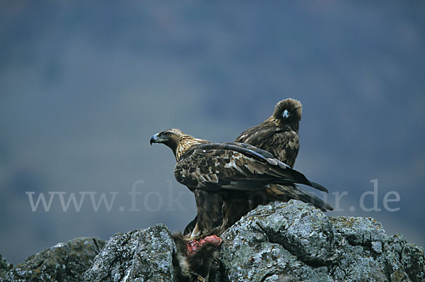 Steinadler (Aquila chrysaetos)