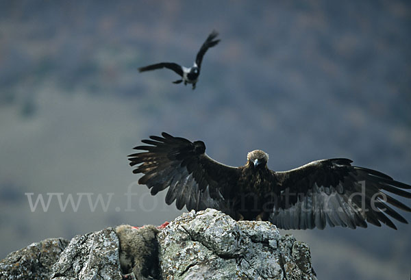 Steinadler (Aquila chrysaetos)