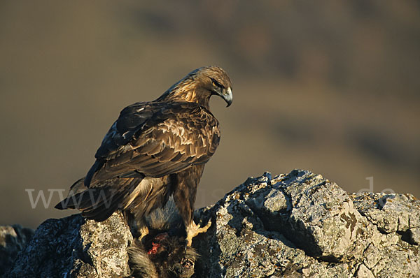 Steinadler (Aquila chrysaetos)