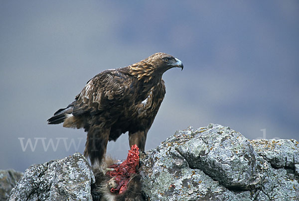 Steinadler (Aquila chrysaetos)