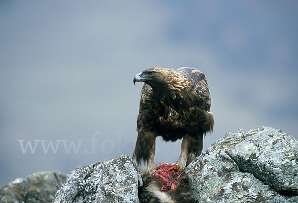 Steinadler (Aquila chrysaetos)