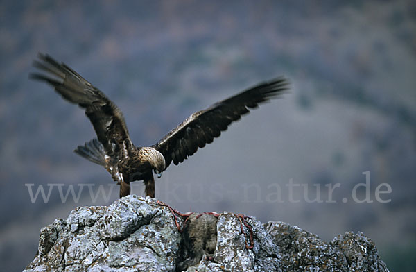 Steinadler (Aquila chrysaetos)