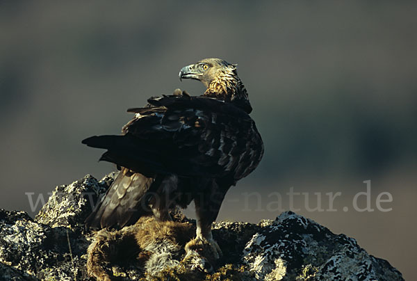 Steinadler (Aquila chrysaetos)