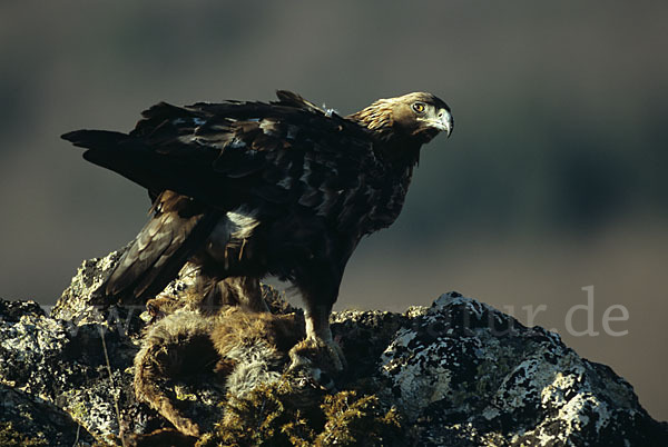 Steinadler (Aquila chrysaetos)