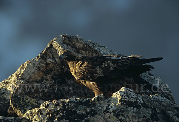 Steinadler (Aquila chrysaetos)