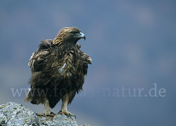 Steinadler (Aquila chrysaetos)