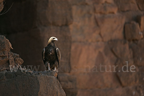 Steinadler (Aquila chrysaetos)