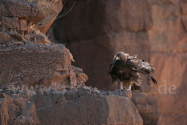 Steinadler (Aquila chrysaetos)