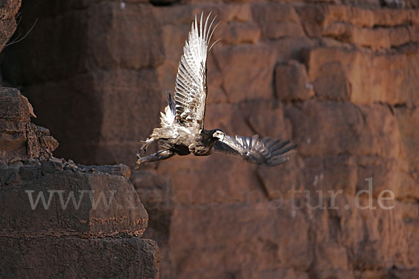 Steinadler (Aquila chrysaetos)