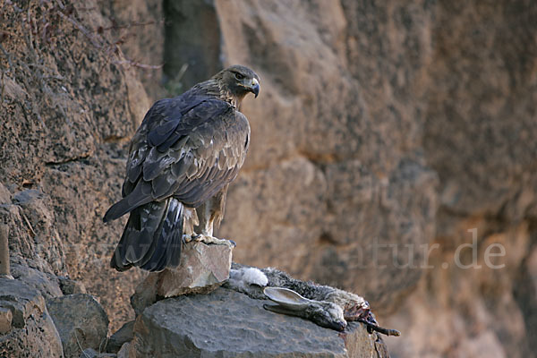 Steinadler (Aquila chrysaetos)