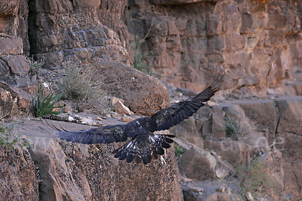 Steinadler (Aquila chrysaetos)