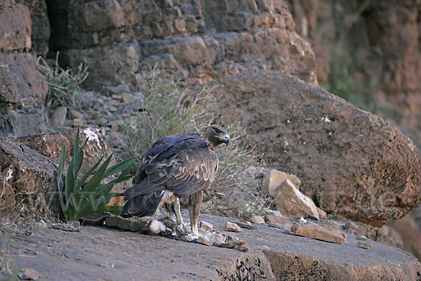 Steinadler (Aquila chrysaetos)