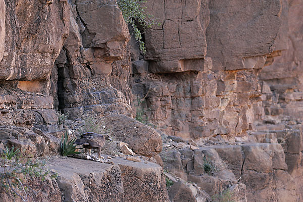 Steinadler (Aquila chrysaetos)