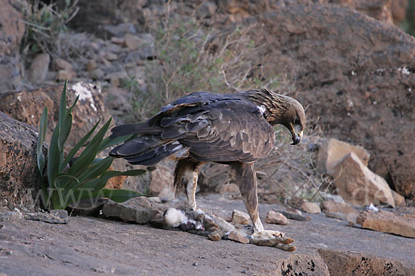 Steinadler (Aquila chrysaetos)