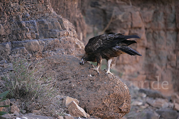 Steinadler (Aquila chrysaetos)