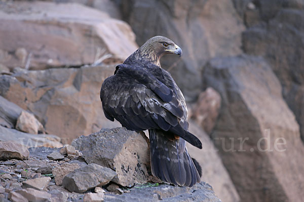 Steinadler (Aquila chrysaetos)