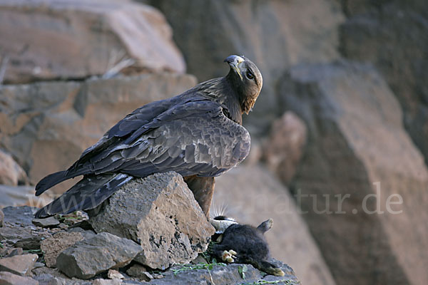 Steinadler (Aquila chrysaetos)