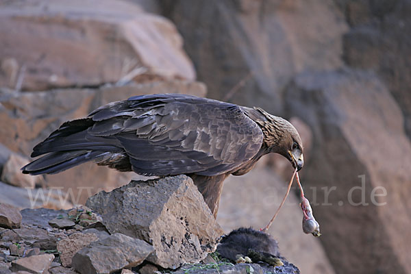 Steinadler (Aquila chrysaetos)