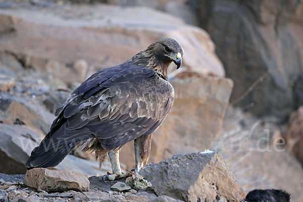 Steinadler (Aquila chrysaetos)