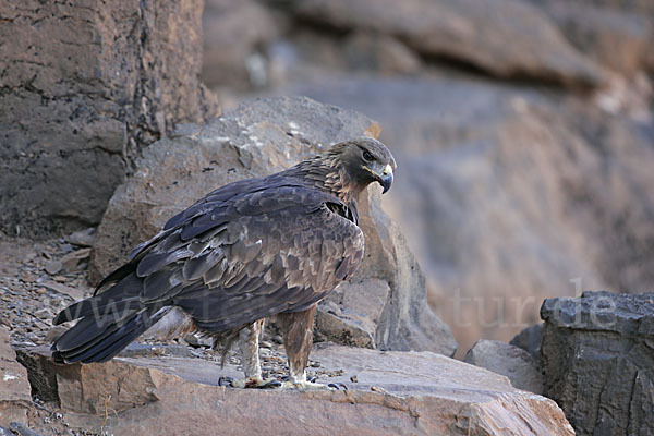 Steinadler (Aquila chrysaetos)