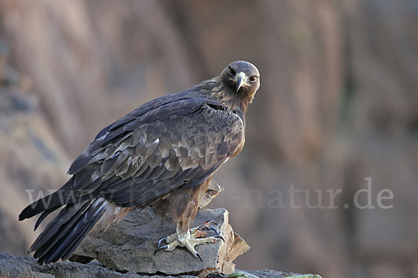 Steinadler (Aquila chrysaetos)