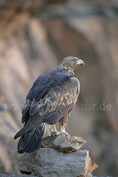 Steinadler (Aquila chrysaetos)