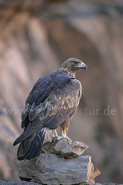 Steinadler (Aquila chrysaetos)