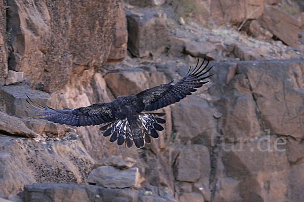 Steinadler (Aquila chrysaetos)