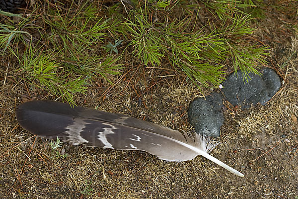 Steinadler (Aquila chrysaetos)