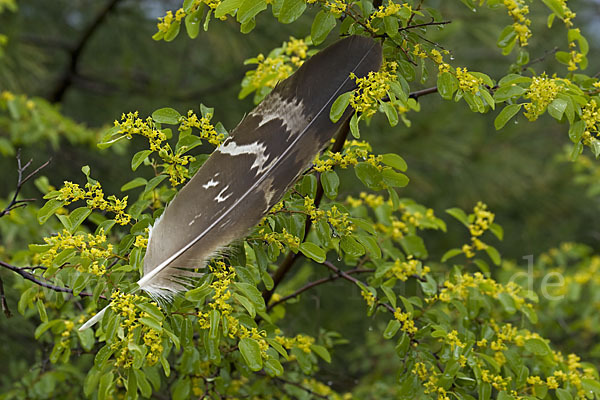 Steinadler (Aquila chrysaetos)