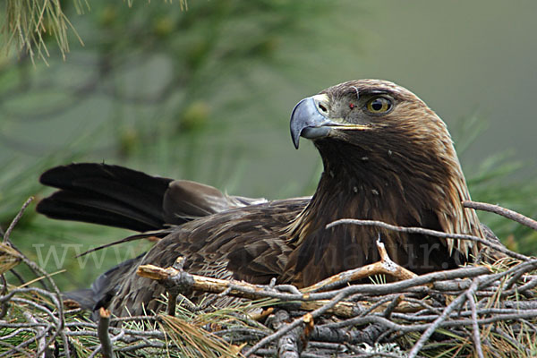 Steinadler (Aquila chrysaetos)