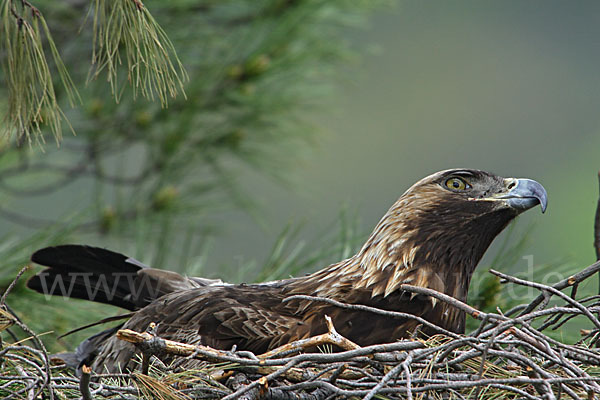 Steinadler (Aquila chrysaetos)