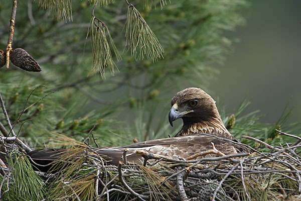 Steinadler (Aquila chrysaetos)