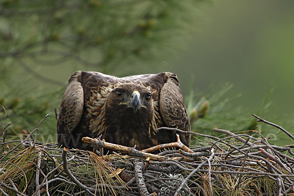 Steinadler (Aquila chrysaetos)