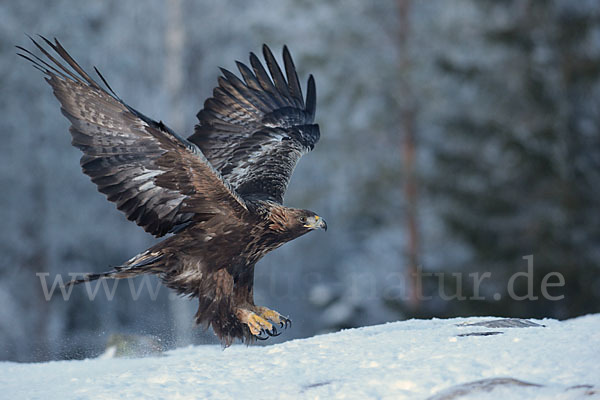 Steinadler (Aquila chrysaetos)