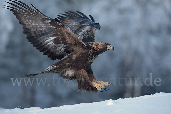 Steinadler (Aquila chrysaetos)