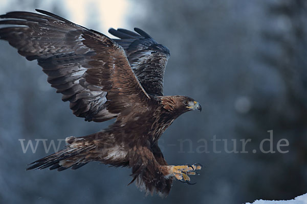 Steinadler (Aquila chrysaetos)