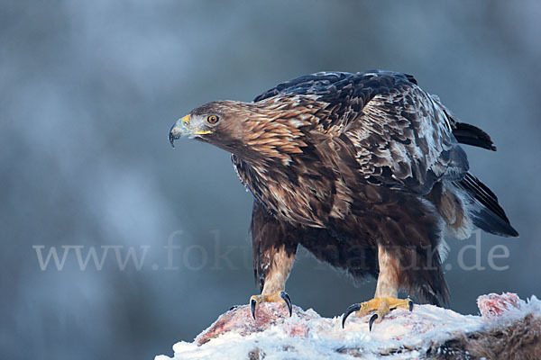 Steinadler (Aquila chrysaetos)