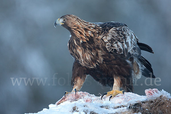 Steinadler (Aquila chrysaetos)