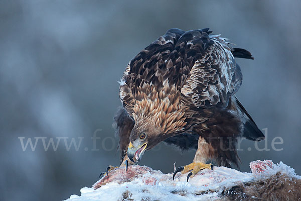 Steinadler (Aquila chrysaetos)