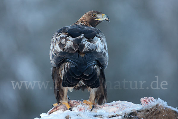 Steinadler (Aquila chrysaetos)