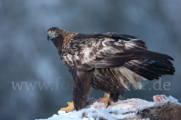 Steinadler (Aquila chrysaetos)