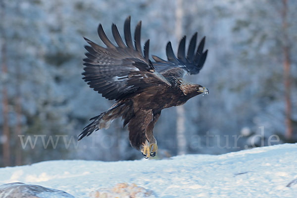 Steinadler (Aquila chrysaetos)