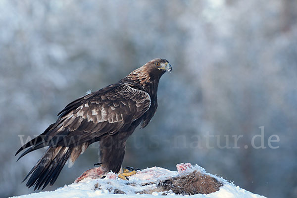 Steinadler (Aquila chrysaetos)