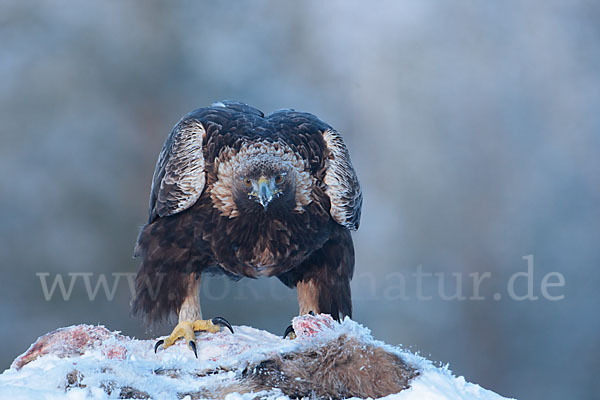 Steinadler (Aquila chrysaetos)