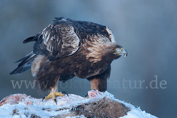 Steinadler (Aquila chrysaetos)